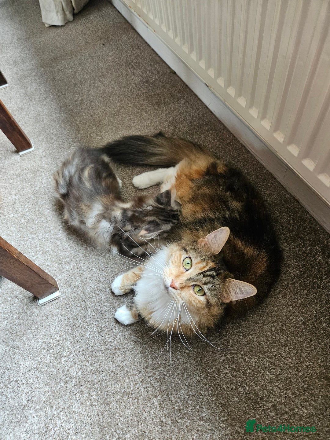 Maine Coon cats for sale: Active female maincoon gccf and tica - Image 4