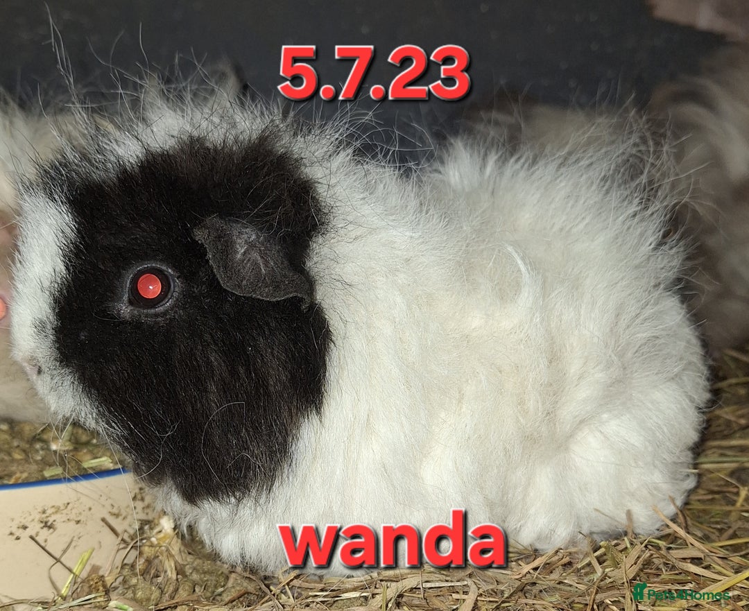 Guinea Pig rodents for sale: Baby female guinea pigs - Advert 6