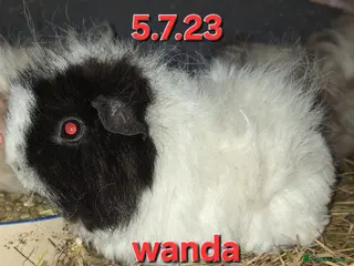 Guinea Pig rodents Baby female guinea pigs - Advert 2