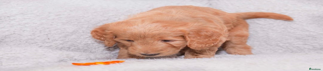 Goldendoodle Orange