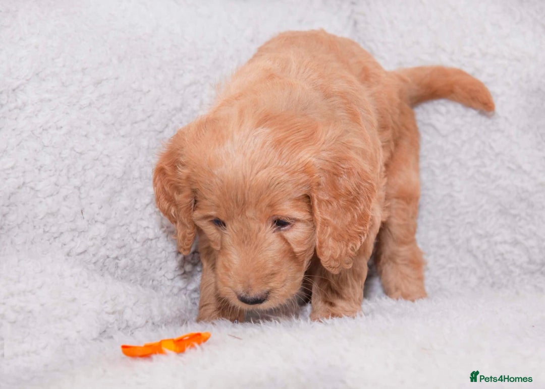 Goldendoodle dogs for sale: Goldendoodles ready in 1 weeks, Beautiful babies. - Image 19