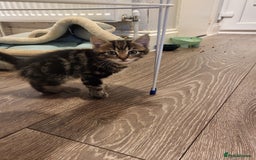 Mixed Breed cats for sale: 1 male mixed tabby  - Image 3