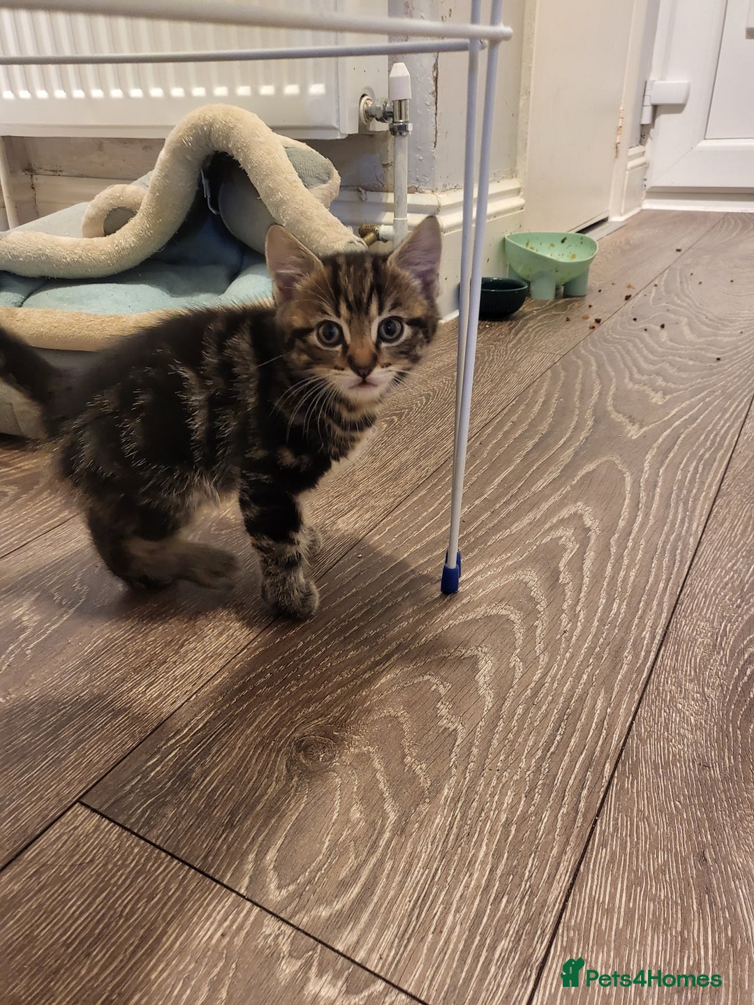 Mixed Breed cats for sale: 1 male mixed tabby  - Image 3