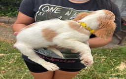 Cocker Spaniel dogs for sale: Ready now Working cocker spaniels 3 left - Image 10