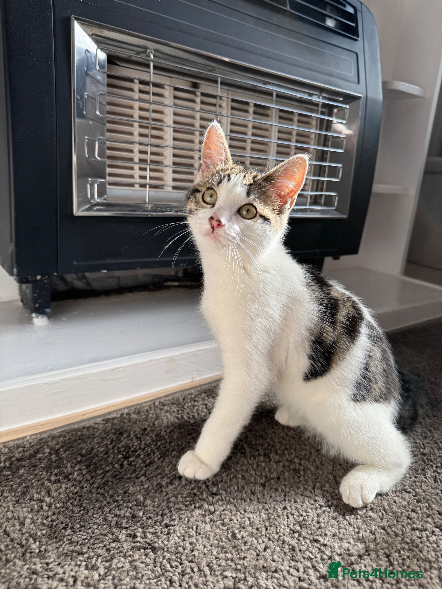 Mixed Breed cats Tabby cat for sale ready for caring household - Advert 1