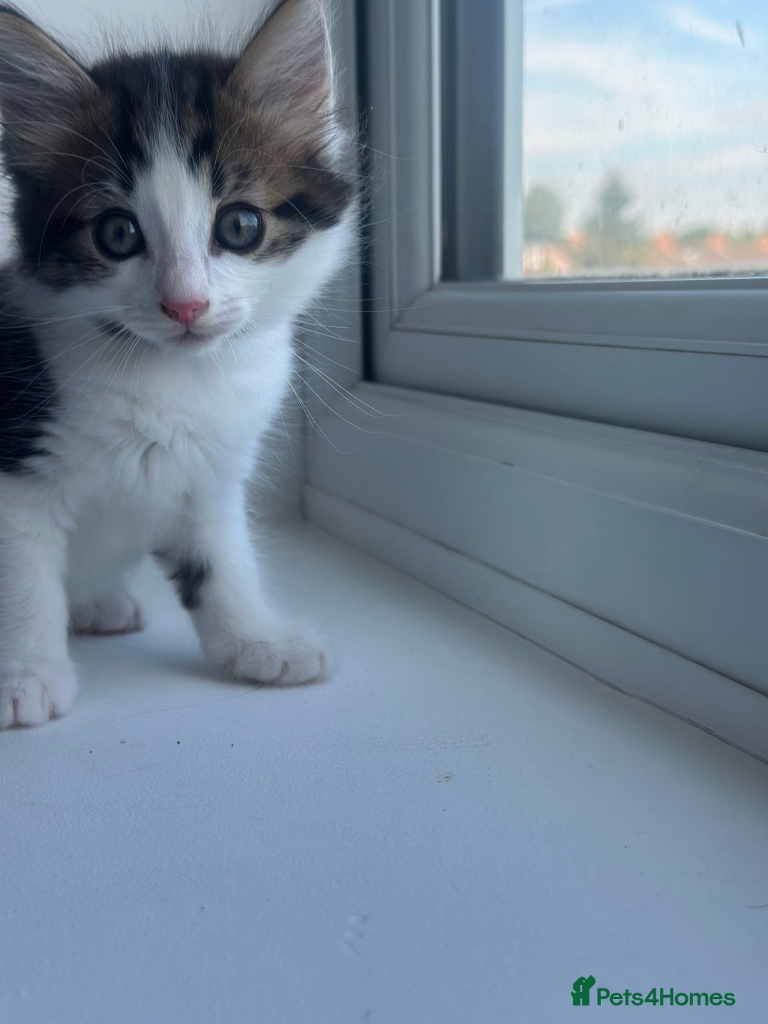 Mixed Breed cats for sale: Selling 3 beautiful kittens which are 7 weeks old  - Image 5