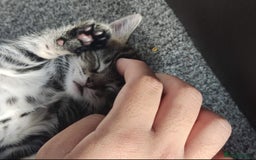 British Shorthair cats for sale: 3 British short hair polydactyl cats. - Image 7