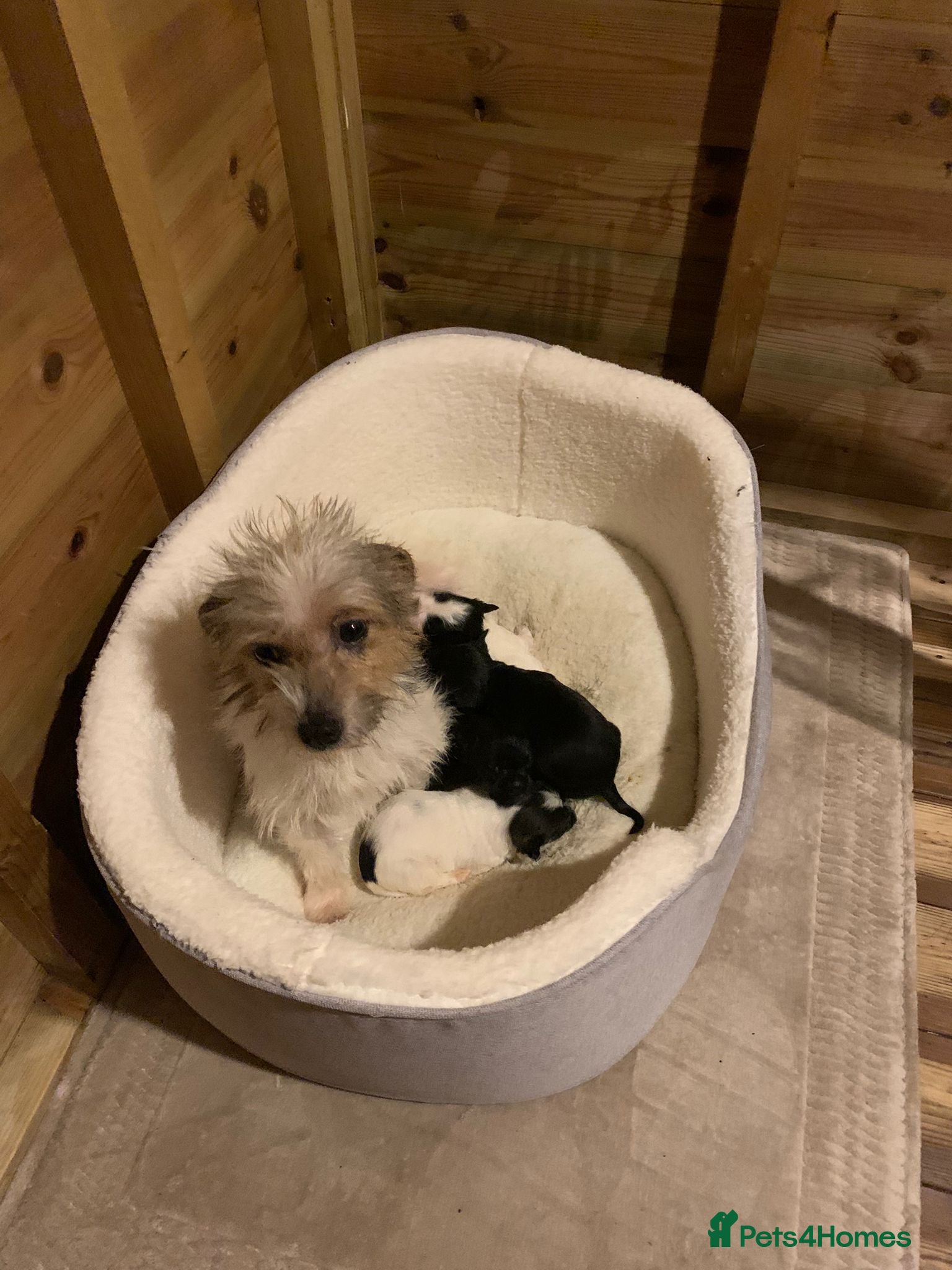 Mixed Breed dogs Here I Have Too Beautiful jack Russell boys - Advert 14