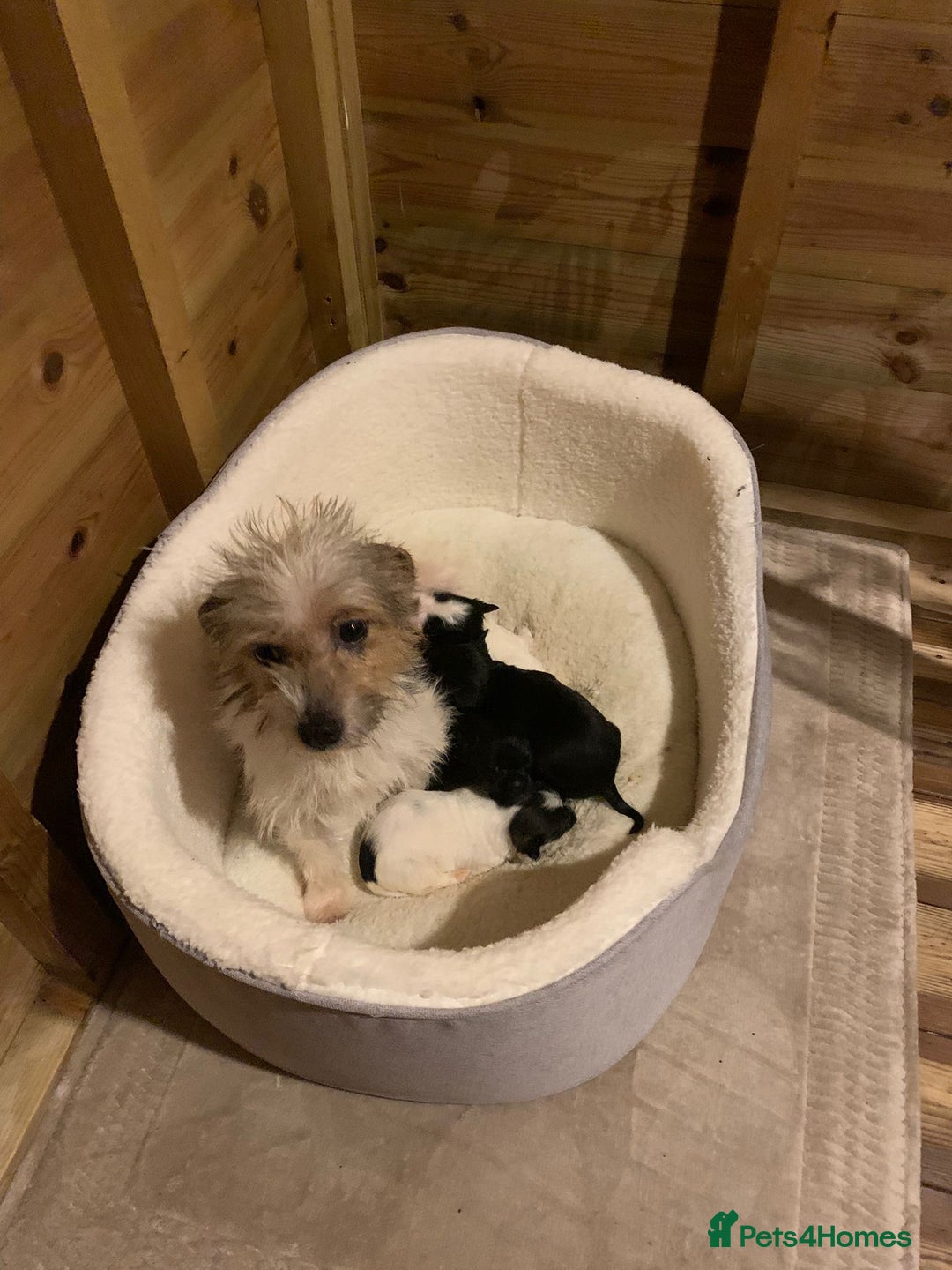 Mixed Breed dogs for sale: Here I Have Too Beautiful jack Russell boys - Advert 1