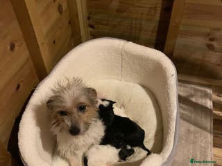 Mixed Breed dogs Here I Have Too Beautiful jack Russell boys - Advert 3