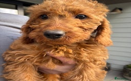 Labradoodle dogs for sale: Ready to leave red curly labradoodles (F1b) - Image 24
