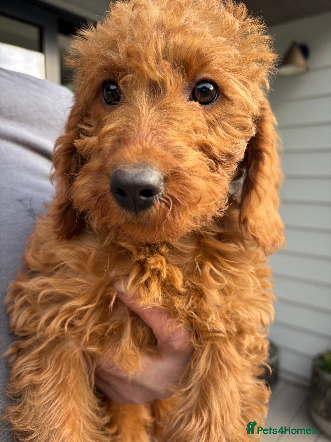 Labradoodle dogs for sale: Ready to leave red curly labradoodles (F1b) - Image 24
