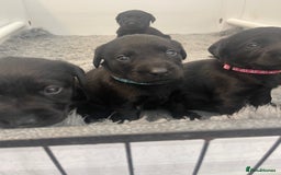Labrador Retriever dogs for sale: Beautiful KC Black Female Pups  - Image 12