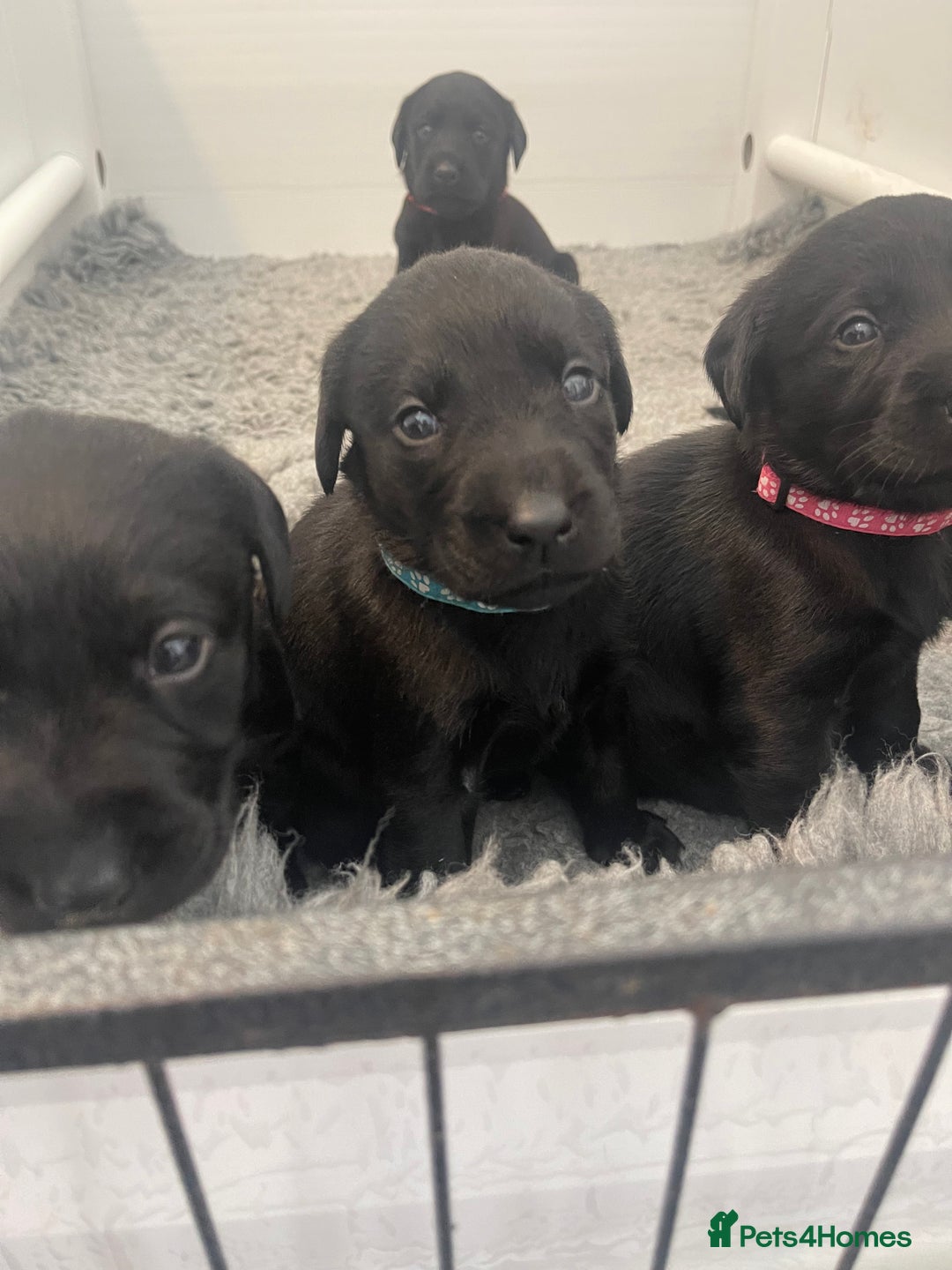 Labrador Retriever dogs for sale: Beautiful KC Black Female Pups  - Image 12