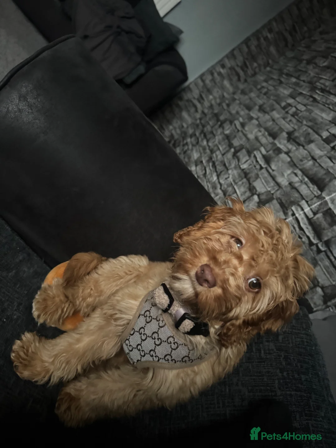 Cockapoo dogs for sale: Cockapoo - Advert 2