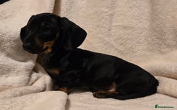 Miniature Dachshund dogs for sale: Ready Now super litter of Dashund puppies - Image 3