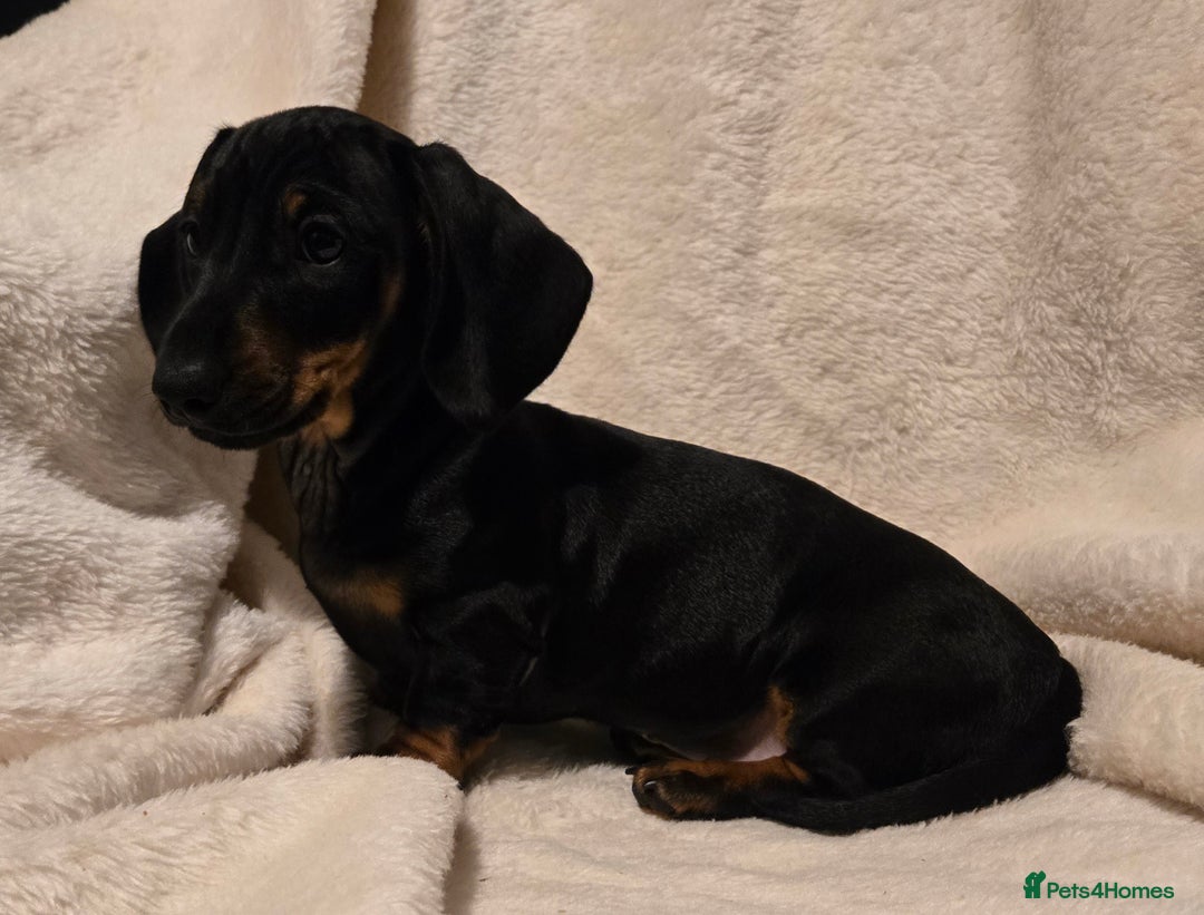 Miniature Dachshund dogs for sale: Ready Now super litter of Dashund puppies - Image 3