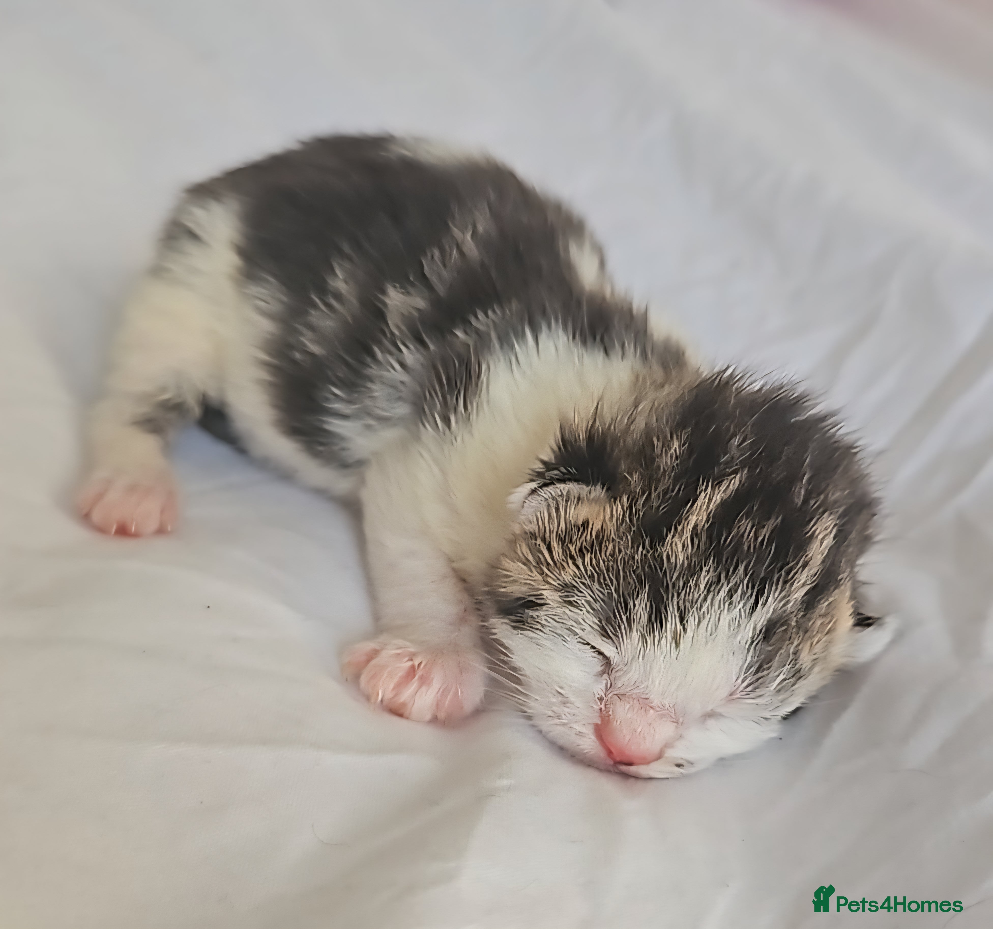 Mixed Breed cats 4 Beautiful Little Kittens For Sale - Advert 1