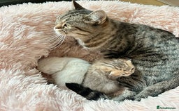 British Shorthair cats for sale: British shorthair chocolate and silver pointed  - Image 6