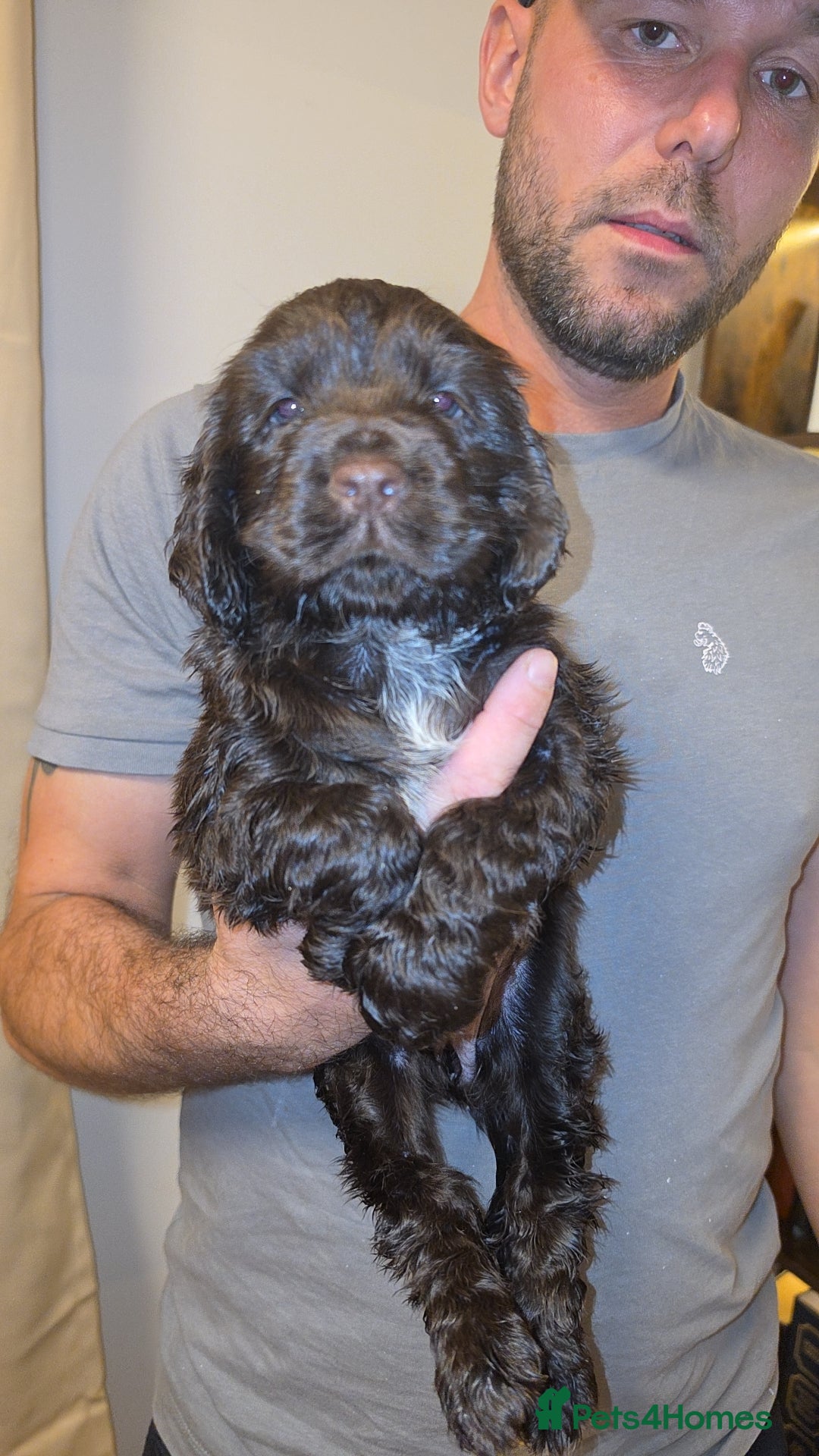 Cocker Spaniel dogs Beautiful cocker puppies - Advert 16
