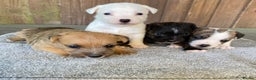 Jack Russell dogs for sale:  **  JACK RUSSELL PUPPIES - READY TO GO - Advert 2