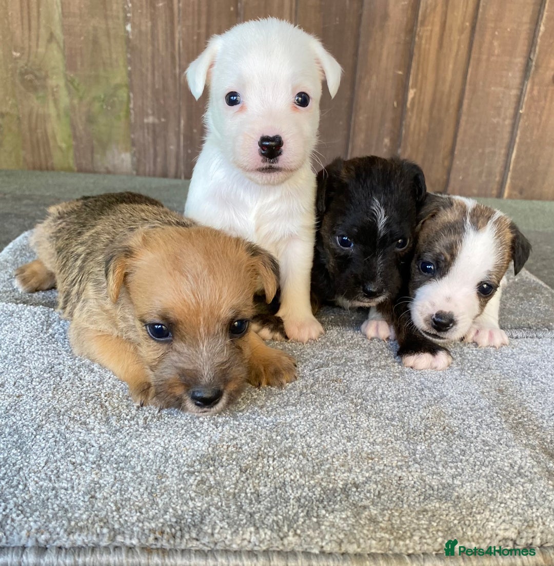 Jack Russell dogs for sale:  **  JACK RUSSELL PUPPIES - READY TO GO - Advert 2