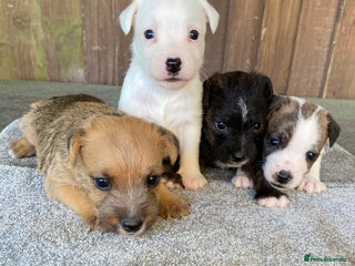 Jack Russell dogs ** JACK RUSSELL PUPPIES - Advert 2