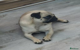 Pug dogs for sale: Betsy Pug - Image 9