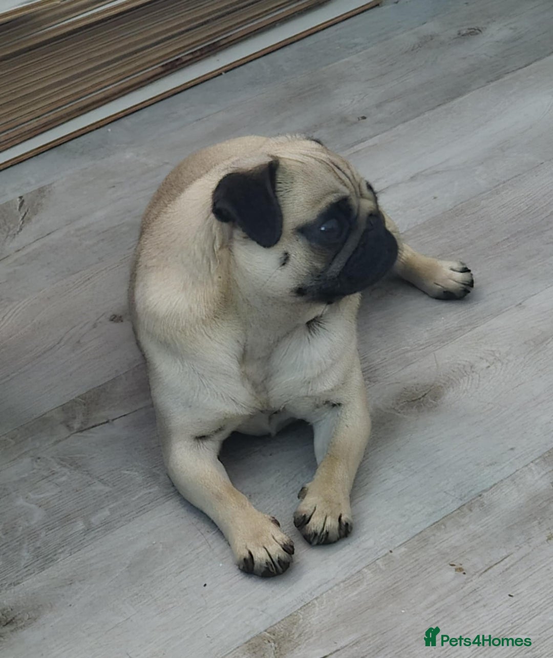 Pug dogs for sale: Betsy Pug - Image 9