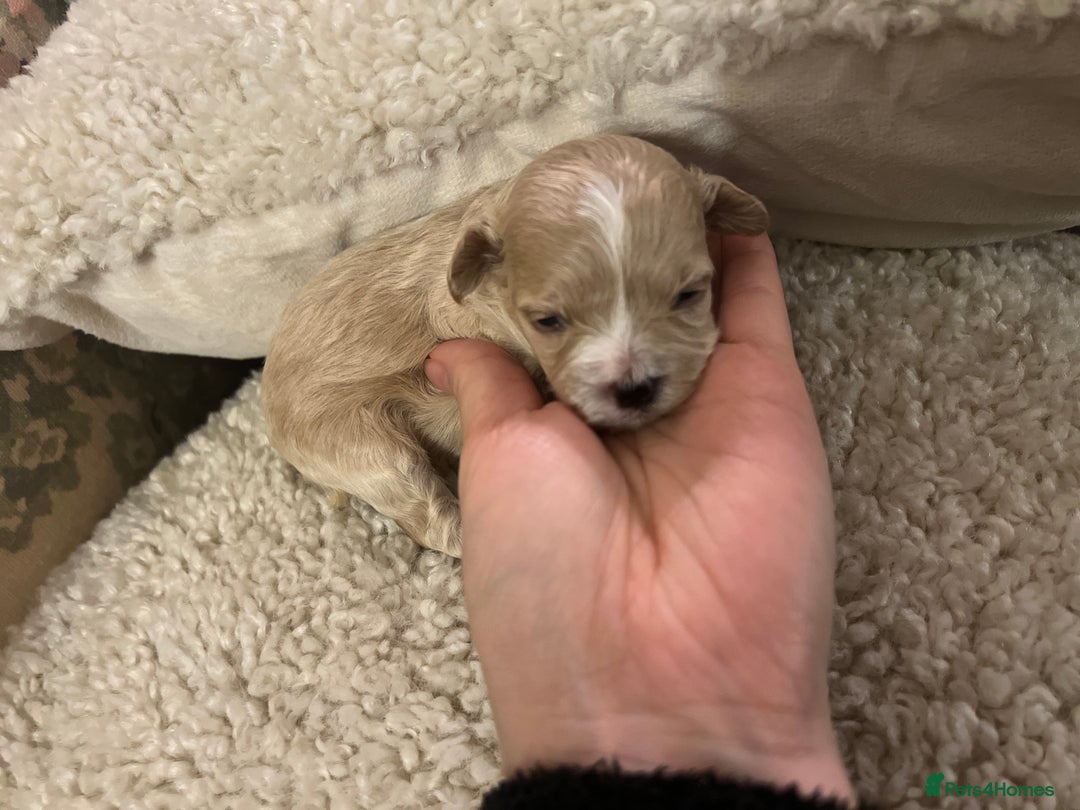 Maltipoo dogs for sale: family pet litter Mini Maltipoo puppies  - Advert 8