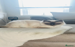 Ragdoll cats for sale: Beautiful Ragdoll kittens - Image 5