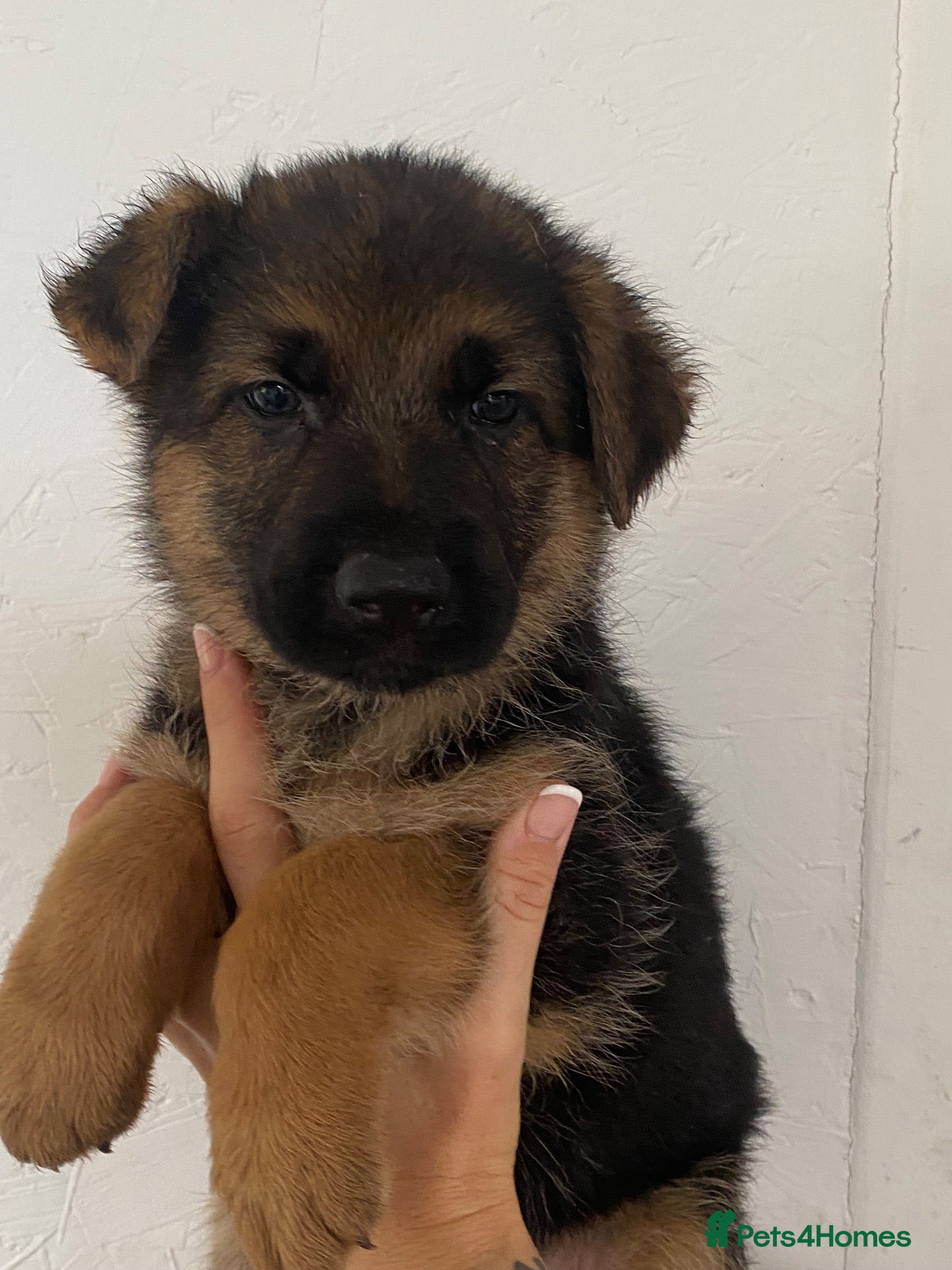German Shepherd dogs K/C German Shepherd pups - Advert 1