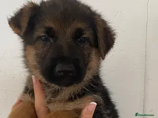 German Shepherd dogs K/C German Shepherd pups - Advert 1