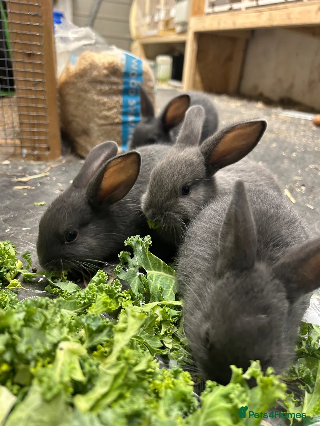 Mixed Breed rabbits for sale: Mini Rex x Mini Lop in Morecambe - Advert 2