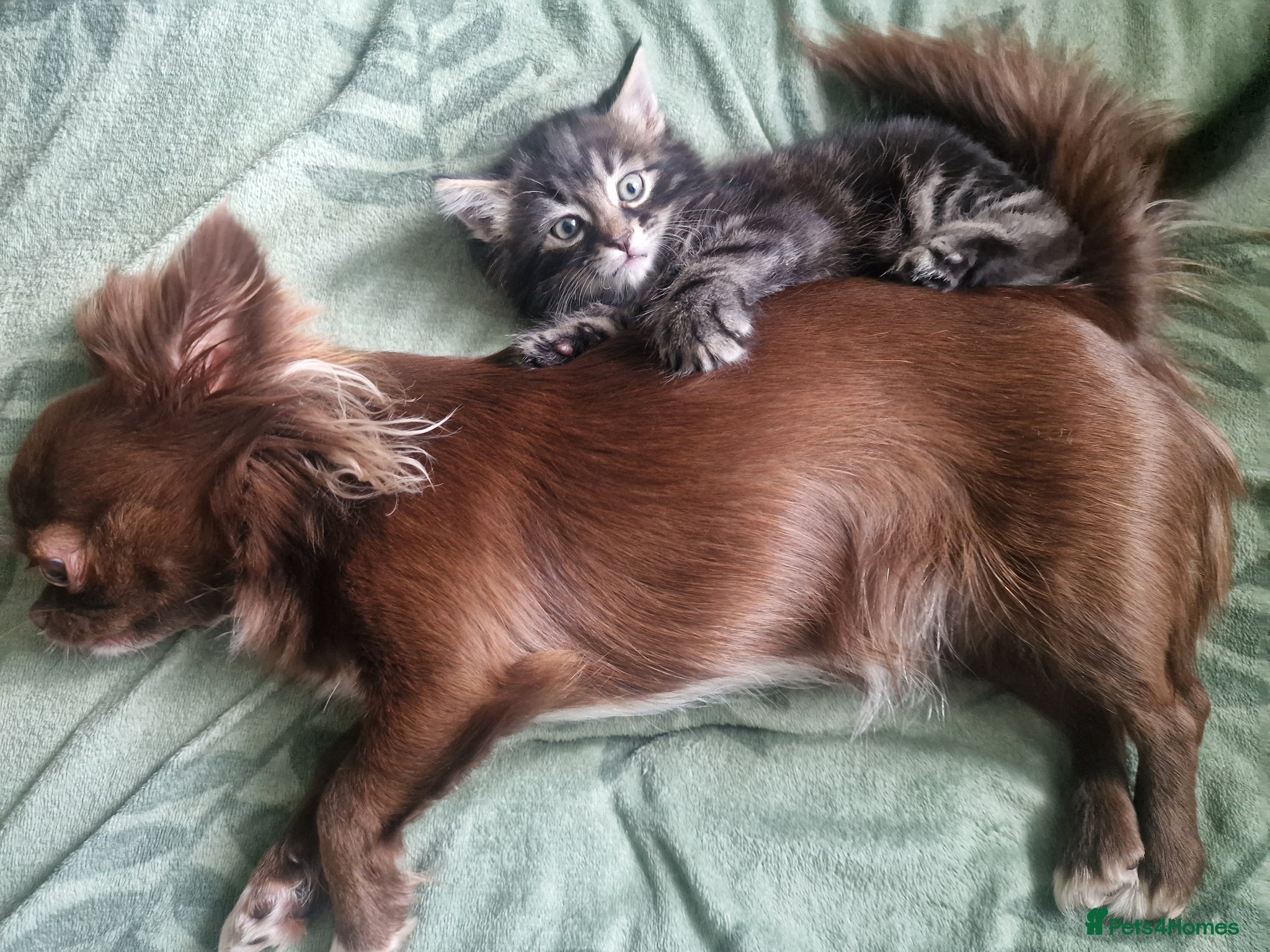 Mixed Breed cats for sale: Cute male kitten looking for his family - Advert 4