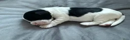 Cocker Spaniel dogs for sale: 7 beautiful cocker spaniels  - Advert 7