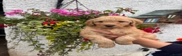 Labradoodle dogs for sale: F1B Miniature Labradoodles.  - Advert 15