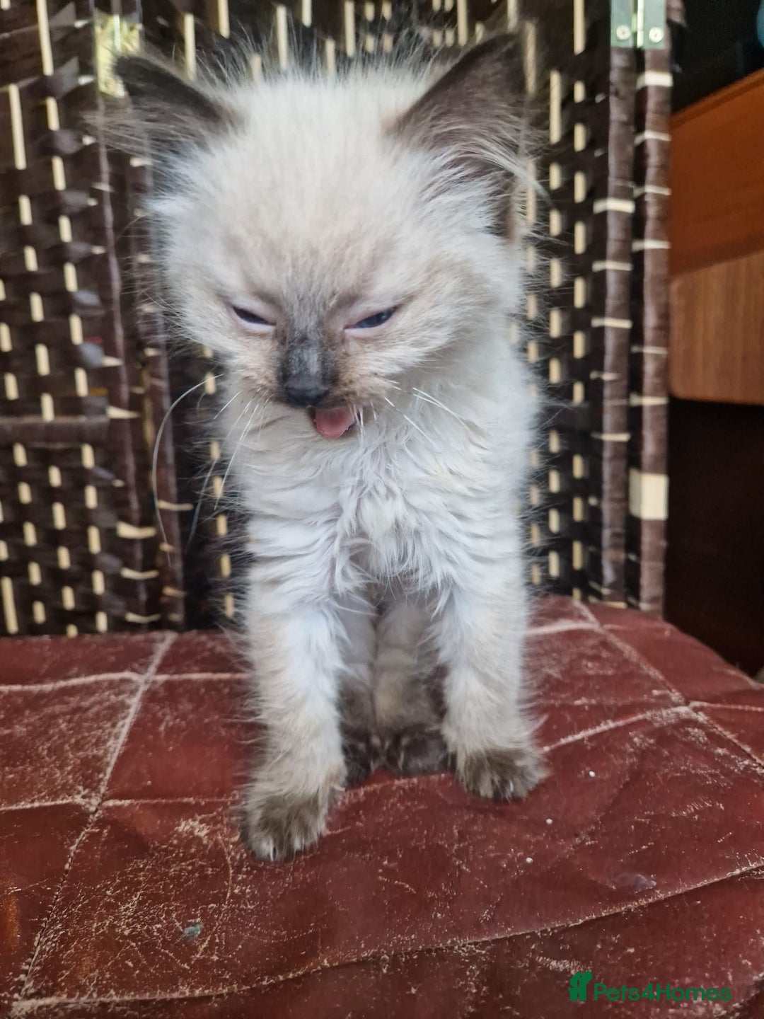 Ragdoll cats for sale: 1 sweet Ragdoll boy looks for a loving family  - Image 5