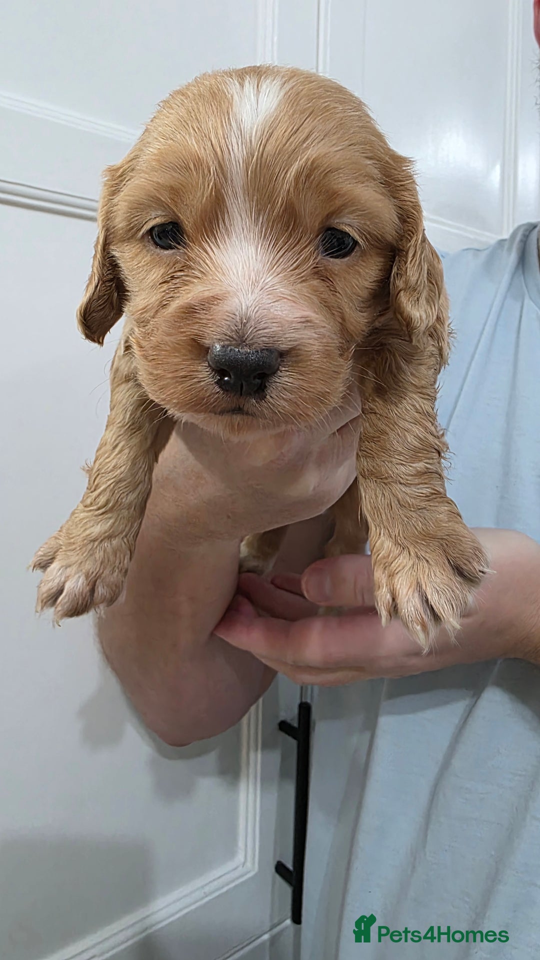 Cocker Spaniel dogs for sale: Working Cocker spaniel puppies - Advert 15