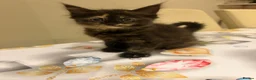 Mixed Breed cats for sale: 3 kitten rehoming - Advert 2