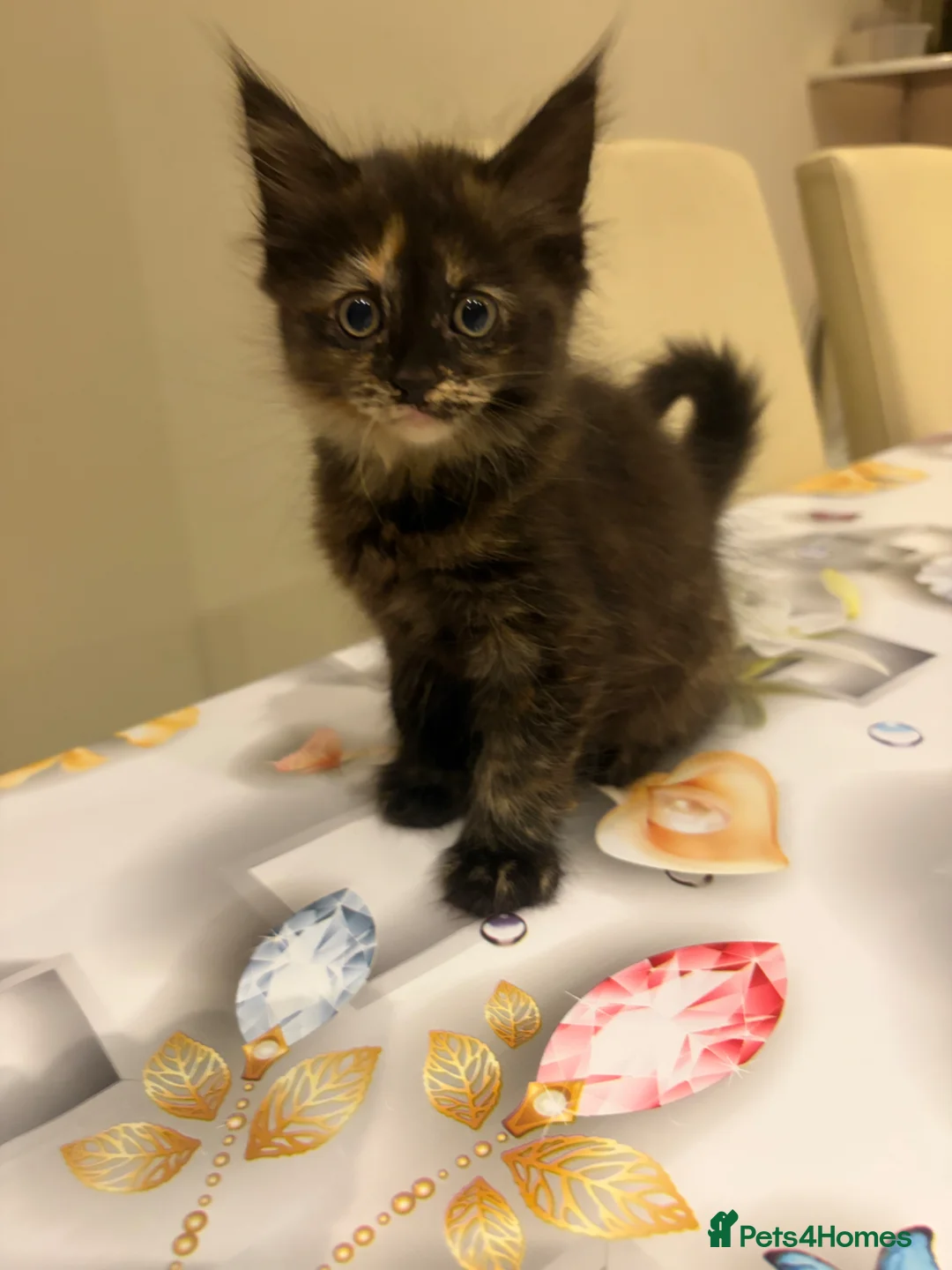 Mixed Breed cats for sale: 3 kitten rehoming - Advert 2