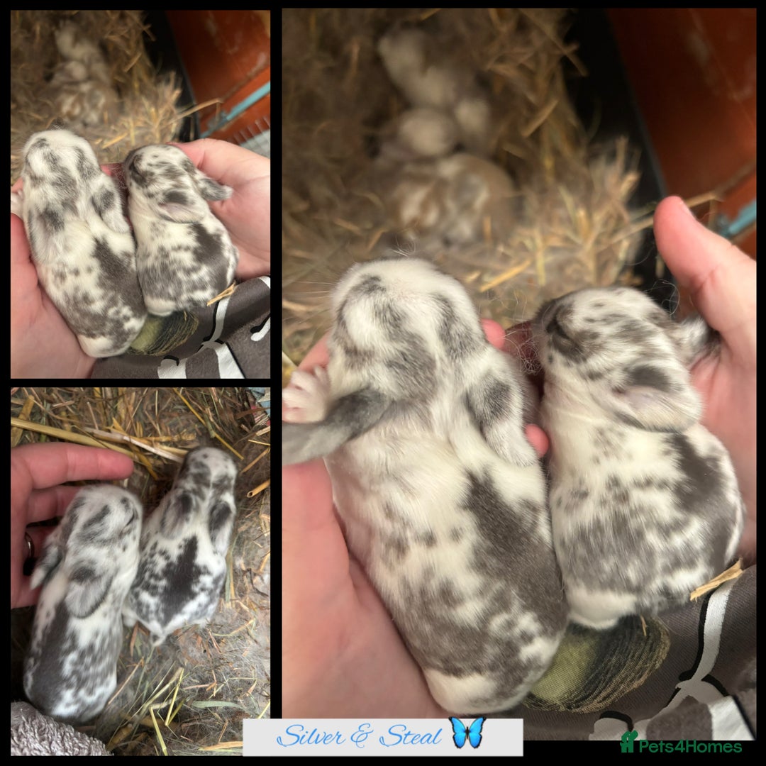 Mini Lop rabbits for sale: Mini Lop Butterfly new born bunnies  - Advert 8