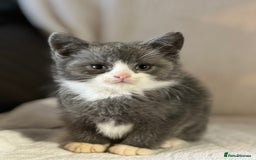 British Shorthair cats for sale: British shorthair kittens  - Image 12