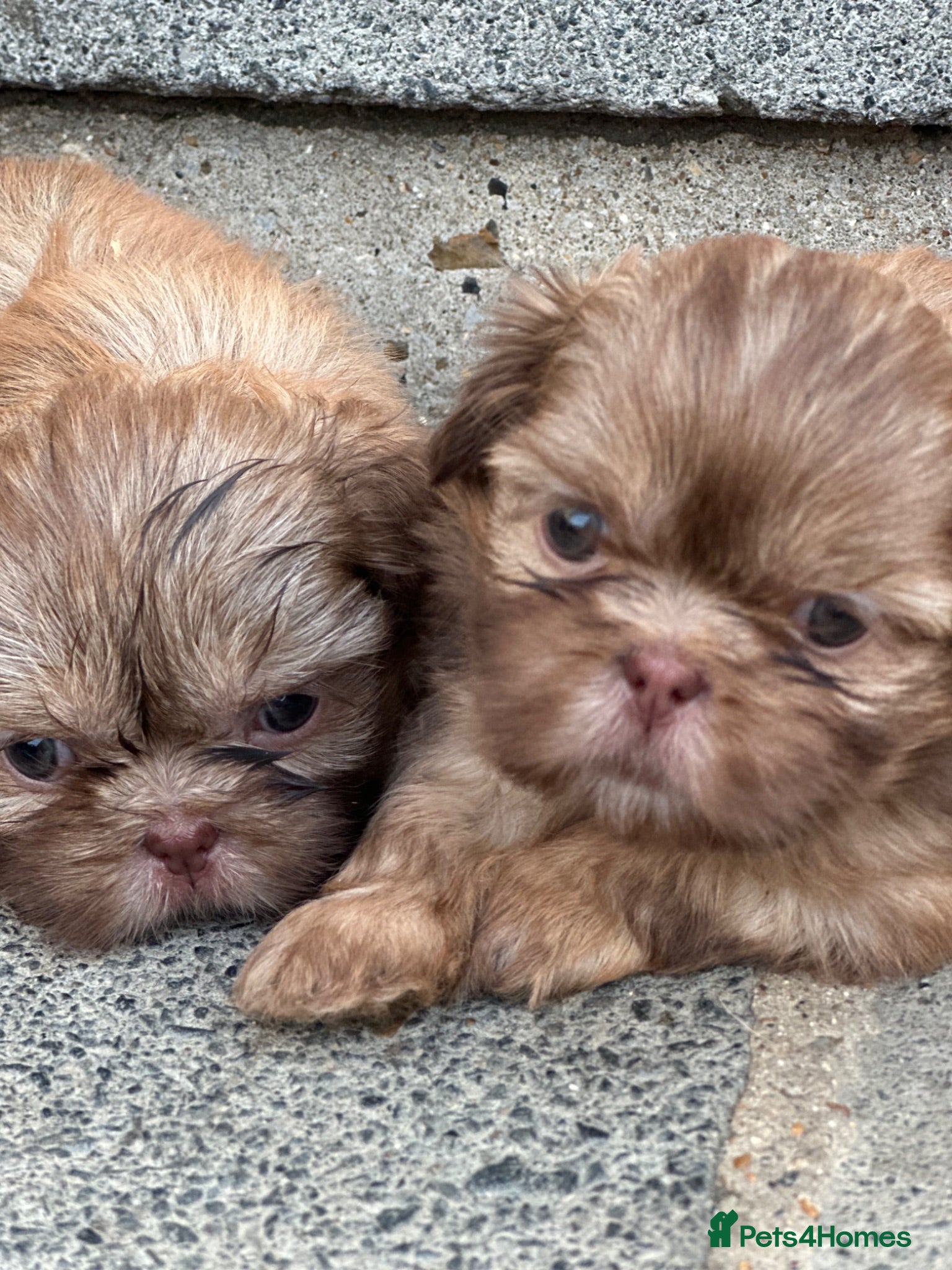 Shih Tzu dogs Beautiful imperial Shih Tzu puppies  - Advert 14