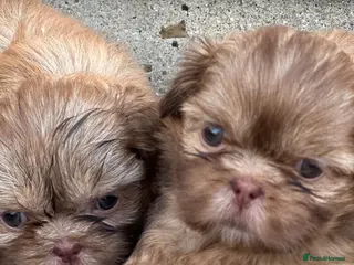 Shih Tzu dogs Beautiful imperial Shih Tzu puppies - Advert 14