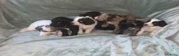 Cockapoo dogs for sale: BEAUTIFUL F2 COCKAPOO PRA CLEAR - Advert 5