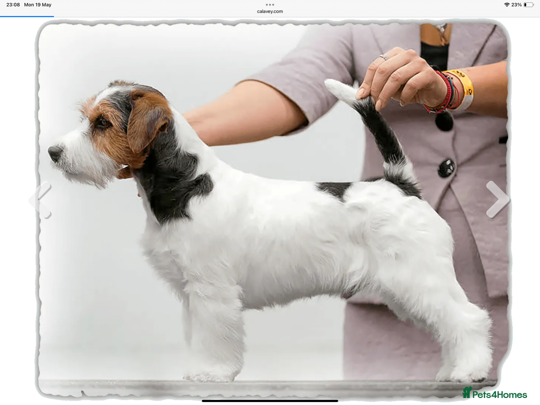 Jack Russell dogs for sale: Jack Russell Puppies - Image 17