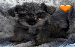 Miniature Schnauzer dogs for sale: Miniature Schnauzer Puppies - Image 6