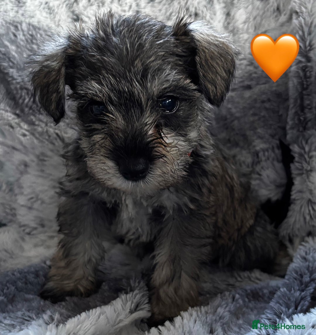 Miniature Schnauzer dogs for sale: Miniature Schnauzer Puppies - Image 6