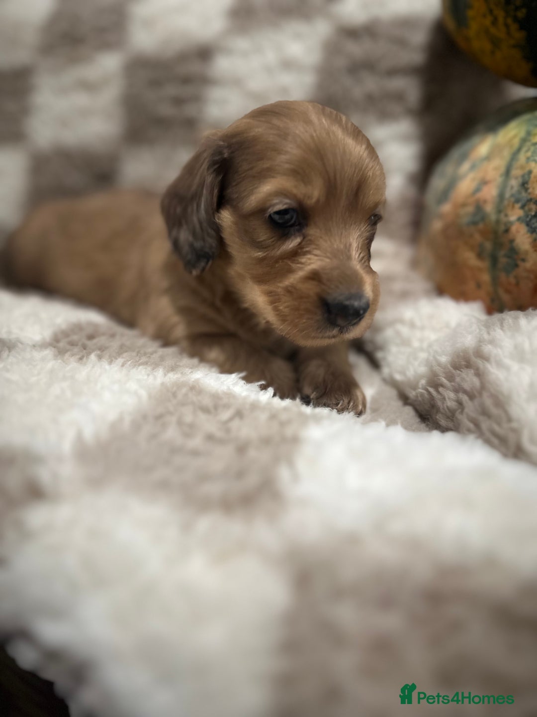 Miniature Dachshund dogs for sale: 5 Beautiful Long Haired Miniature Daschund’s   - Image 12